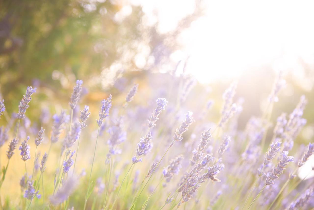 Lavanda Farm Apartmani Rakovica Ngoại thất bức ảnh