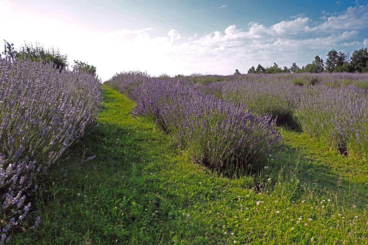 Lavanda Farm Apartmani Rakovica Ngoại thất bức ảnh