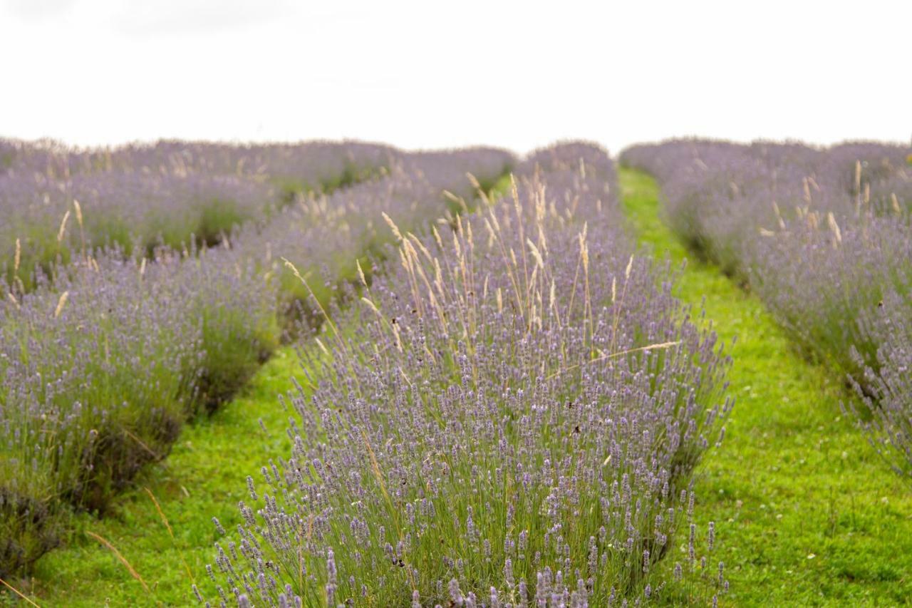 Lavanda Farm Apartmani Rakovica Ngoại thất bức ảnh
